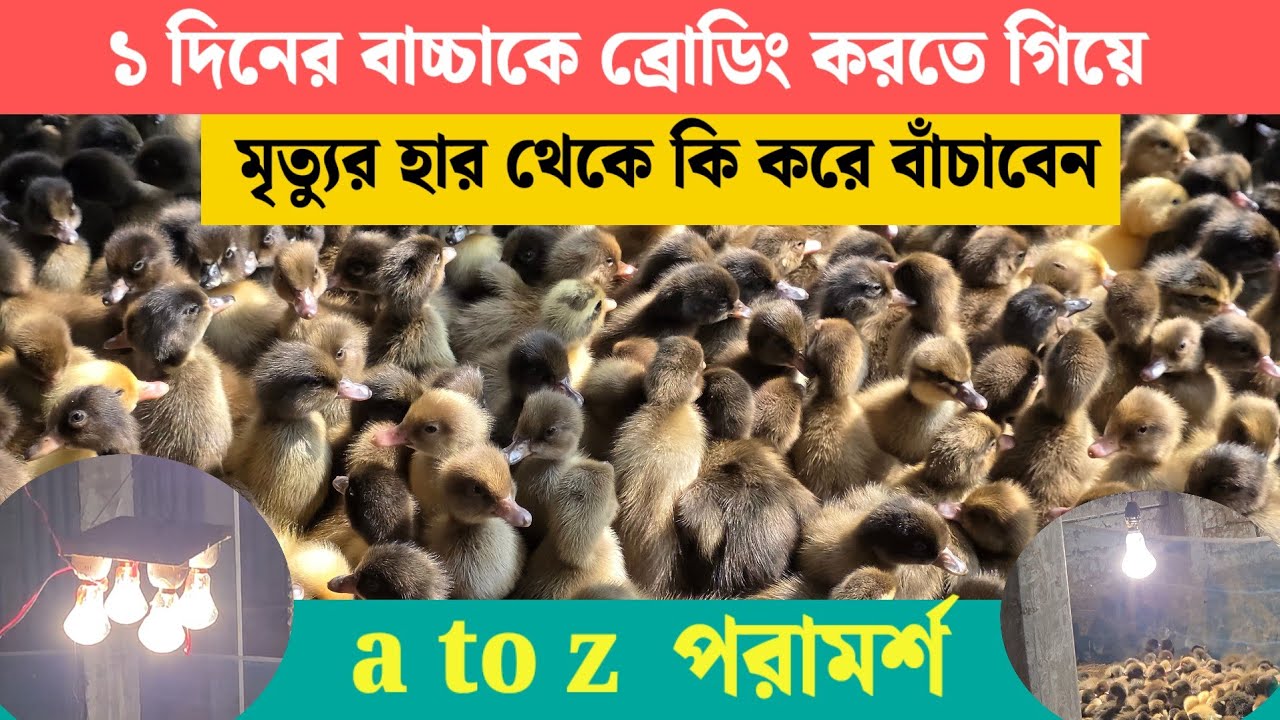১ দিনের বাচ্চাকে ব্রোডিং করতে গিয়ে মৃত্যুর হার থেকে কি করে বাঁচাবেন। a to z পরামর্শ।আল-হিকমাহ্