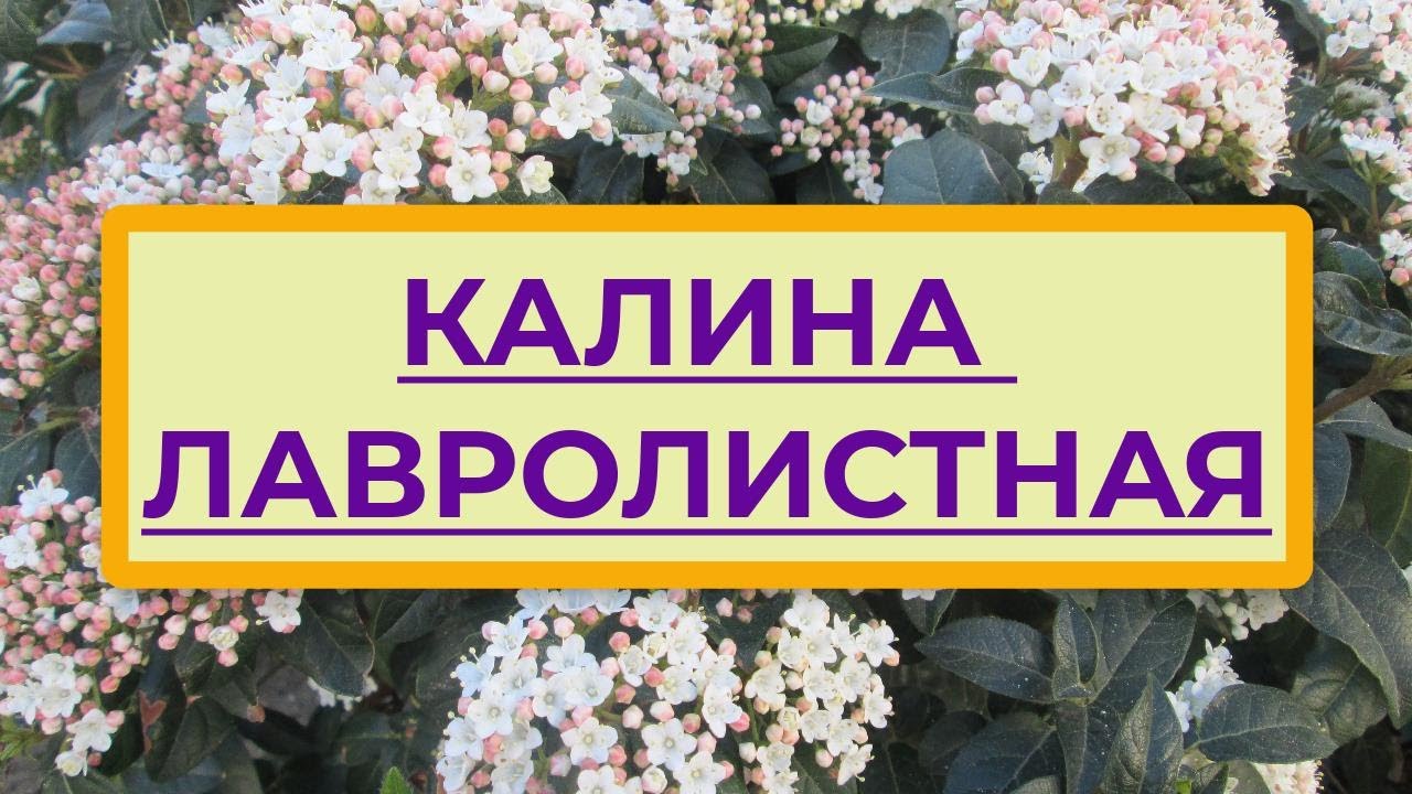 Флора Израиля.Калина Лавролистная (Viburnum tinus).Средиземноморская, или португальская,калина тинус