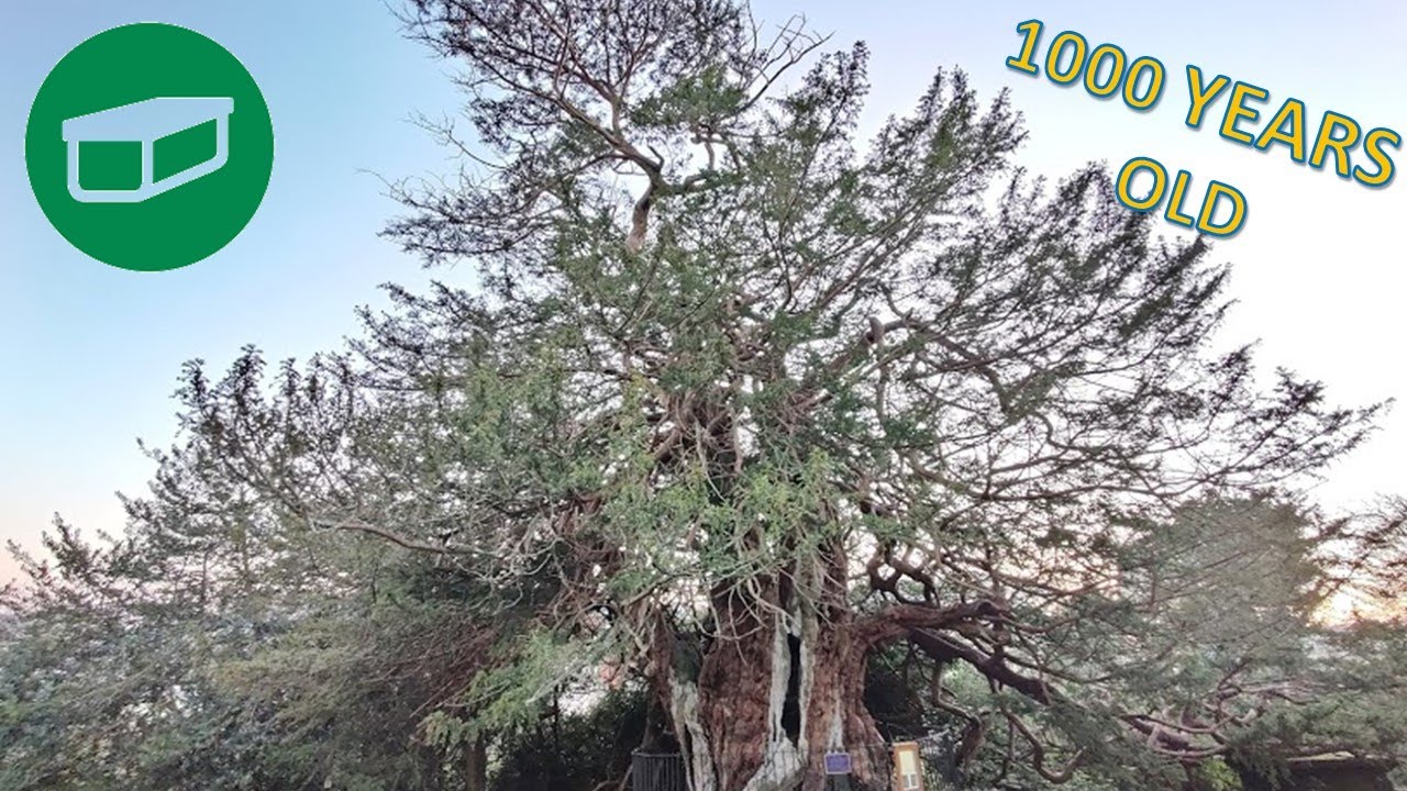 Geocaching with GCHarribo, Last Caches of 2019 & a 1000 Year Old Tree.