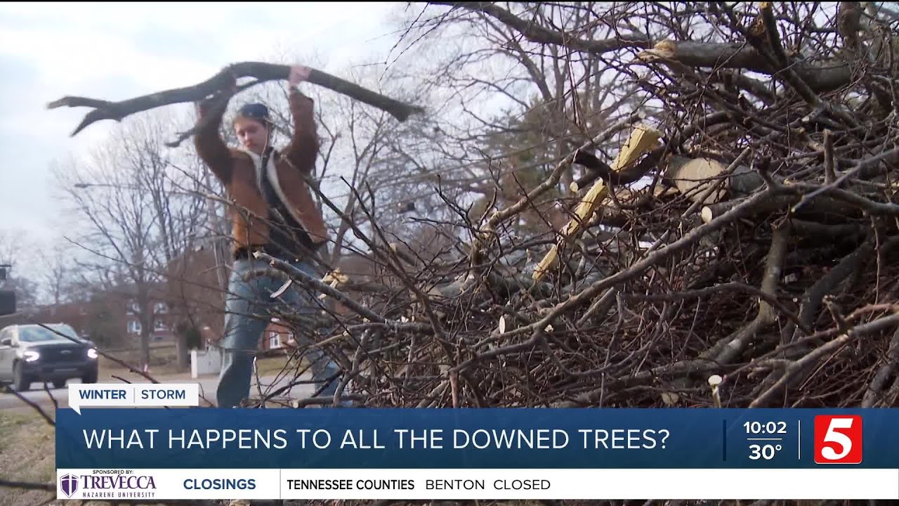After the ice storm, what happens to all those fallen trees?
