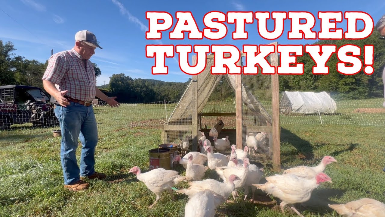 What It REALLY Takes to Raise Turkeys on Pasture