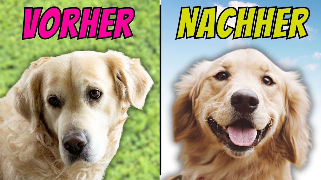 Lange Gassi Runden? Tu besser DAS 💥