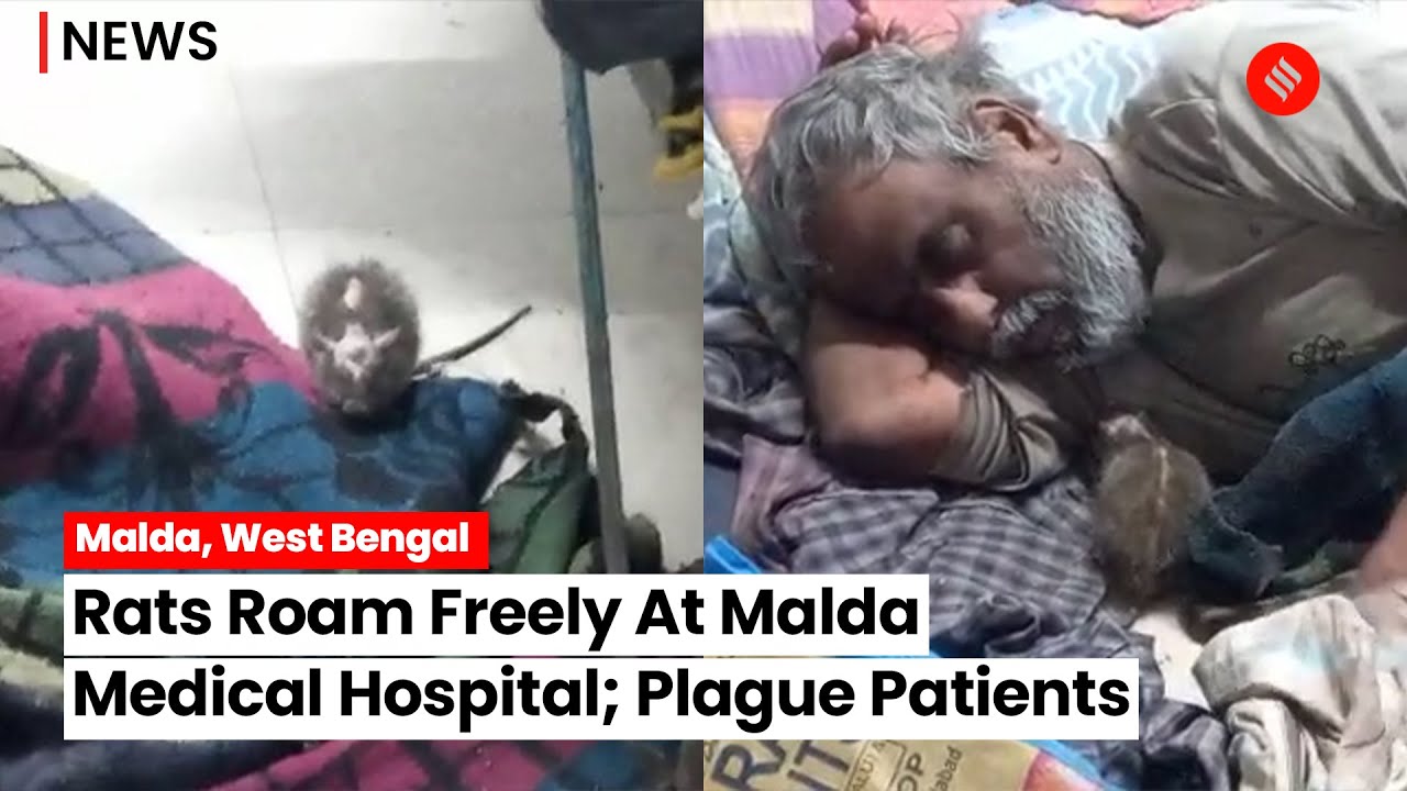 West Bengal: Visuals Of Rats Plaguing Patients At Malda Medical Hospital And College Go Viral
