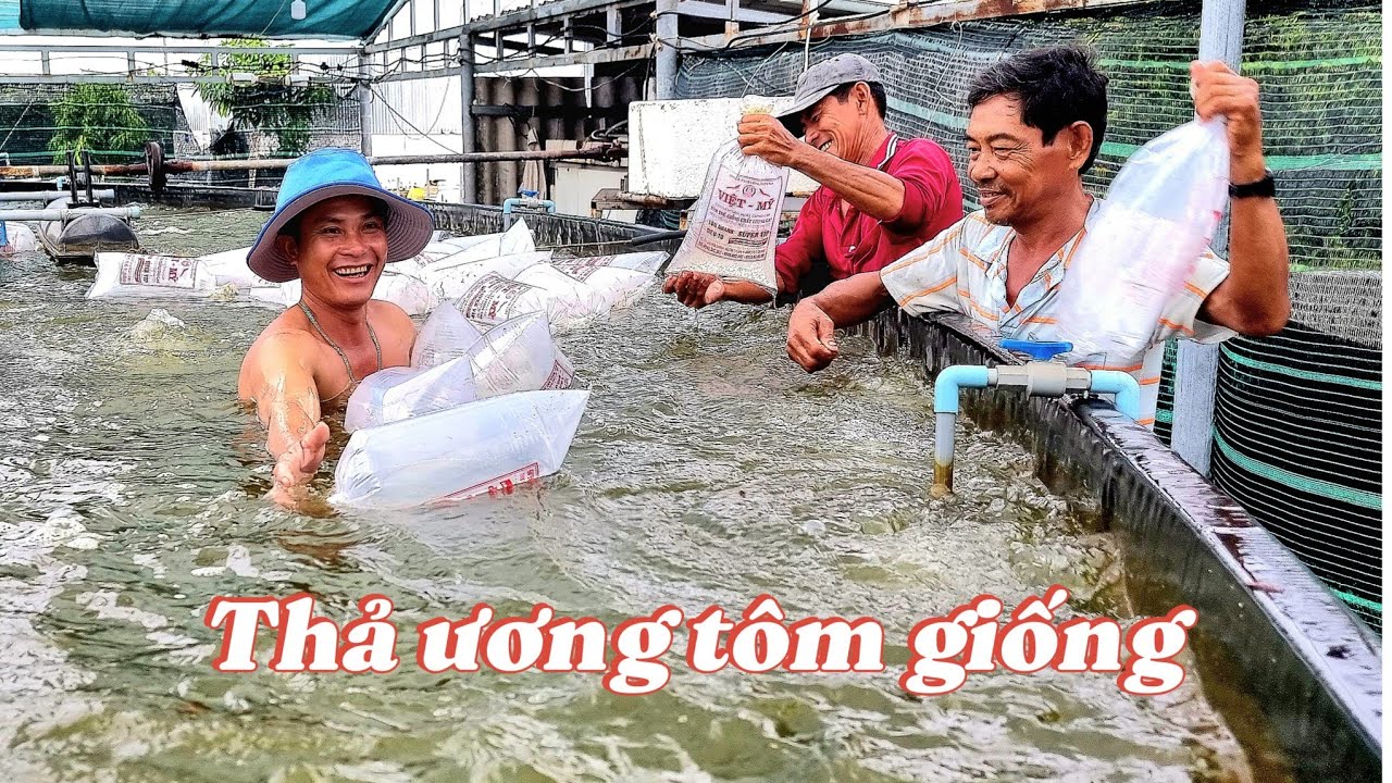 Tiếp tục ương t&ocirc;m vụ 2 năm 2025