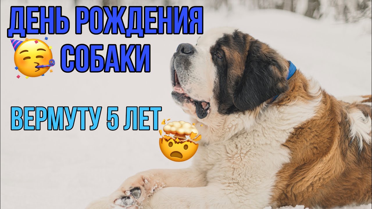 День рождения СЕНБЕРНАРА!!! Вермуту 5 лет | Собачий торт 🥳