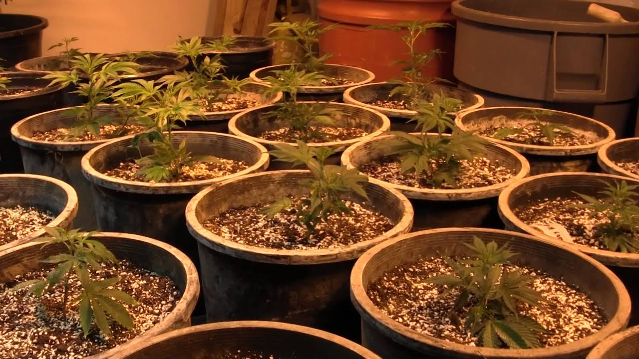 Indoor Grow Update 12-20-15 - TOUR MY KANDY KUSH GROW!