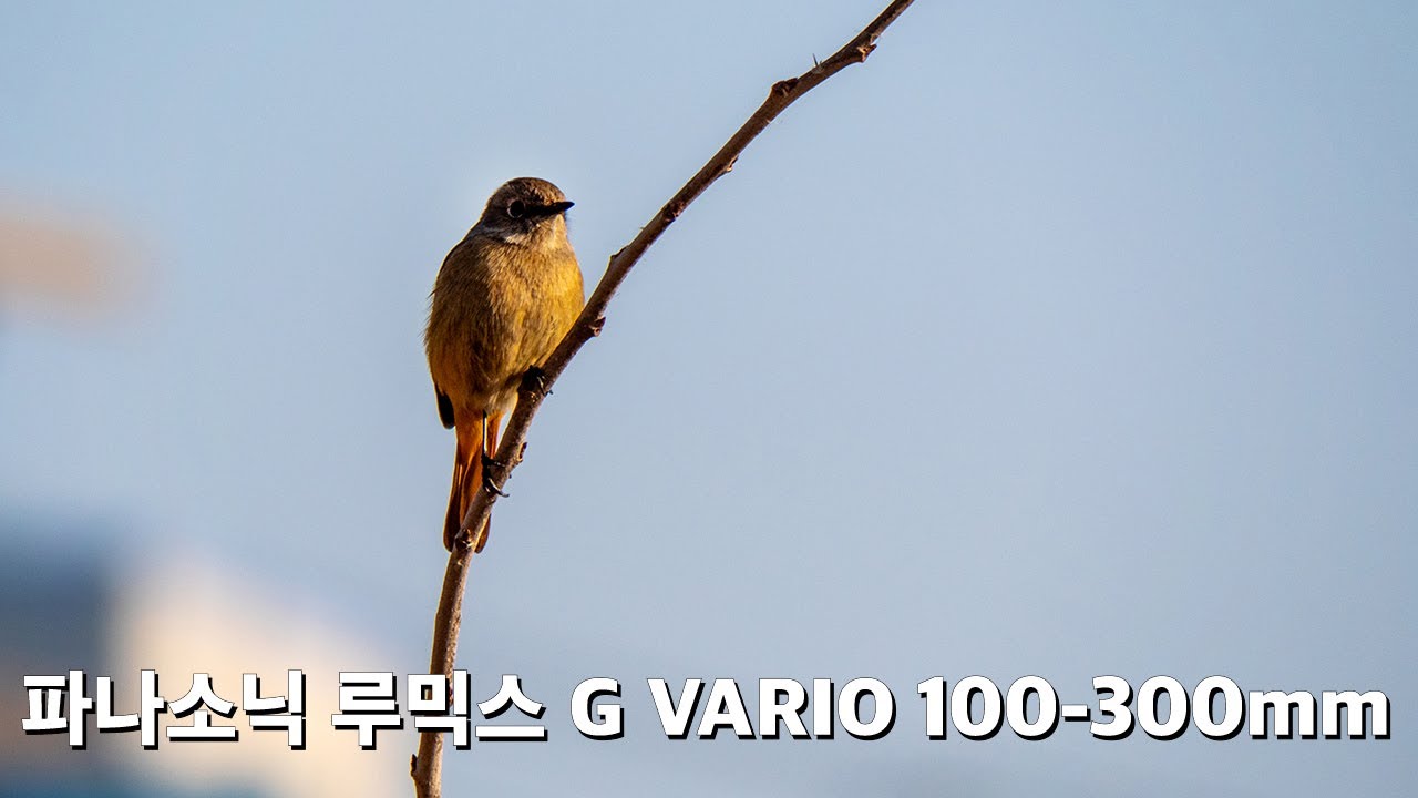 파나소닉 루믹스 G VARIO 100-300mm F4-5.6 MEGA OIS 테스트