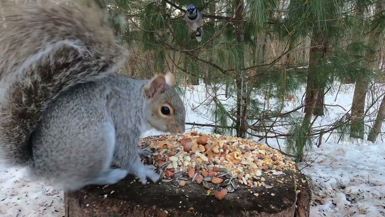 the stump is stocked