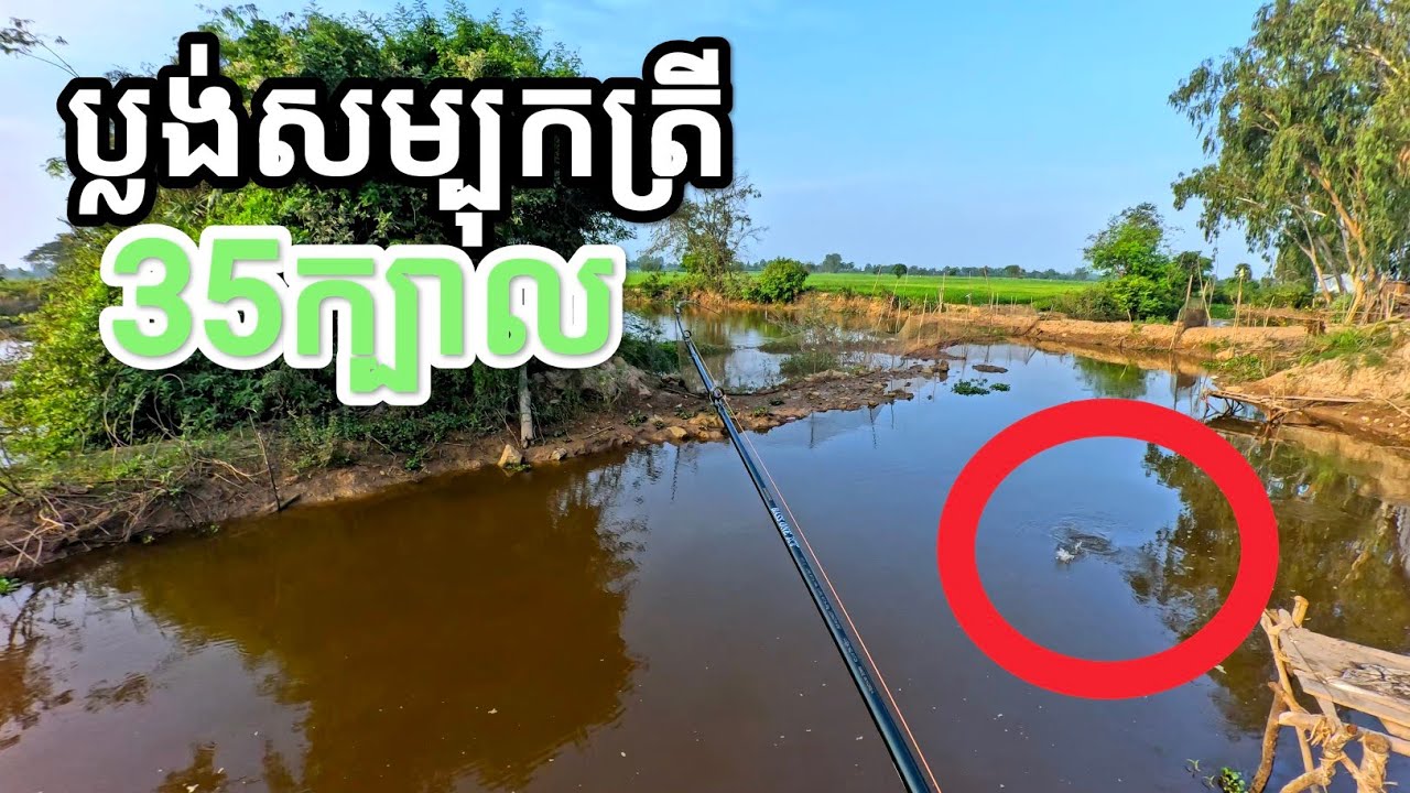 នុយពិសេស+ប្លង់ពិសេស=35ក្បាល #FishingInCambodia2025 #SnakeheadFish #FishingTrip2025 #បបក់ត្រីស្រែ២០២៥