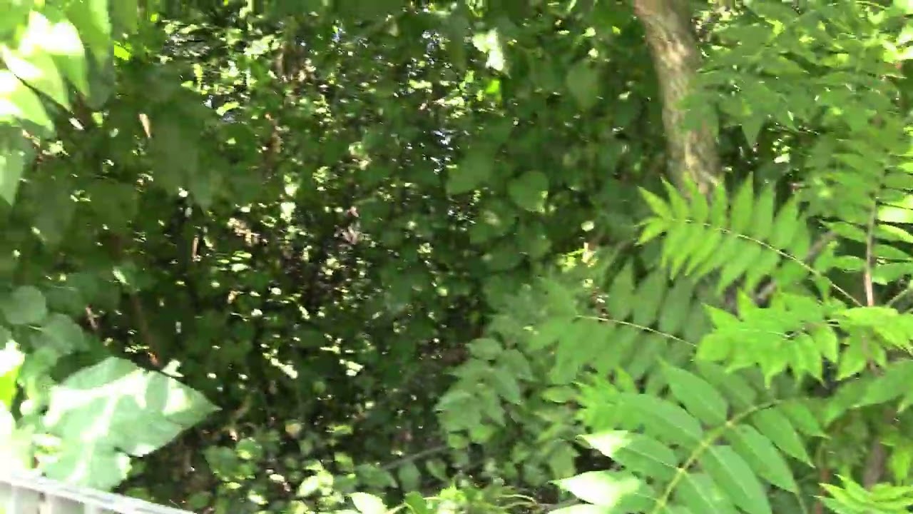 video per valutazione essenze arboree