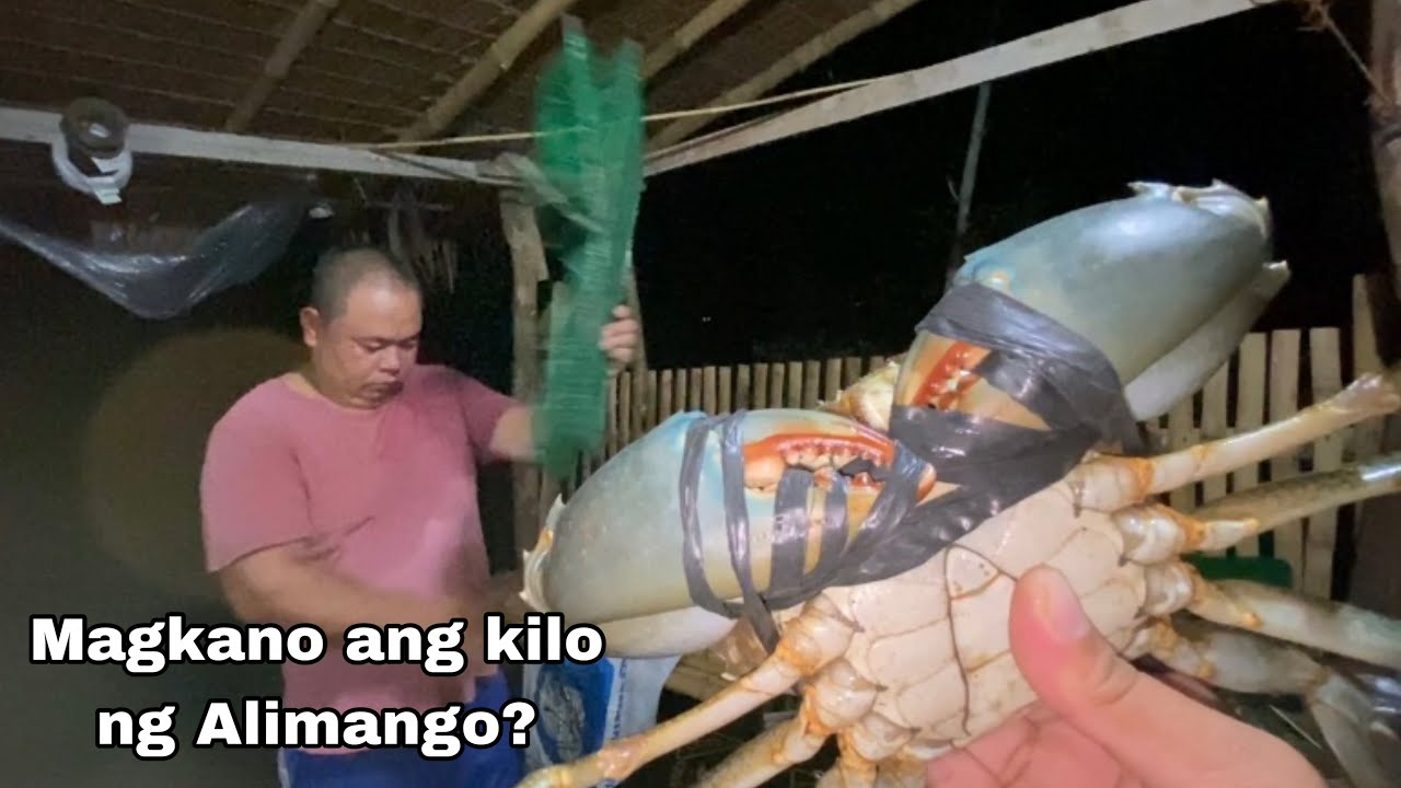 Magkano ang kilo ng Alimango ?? vlog893
