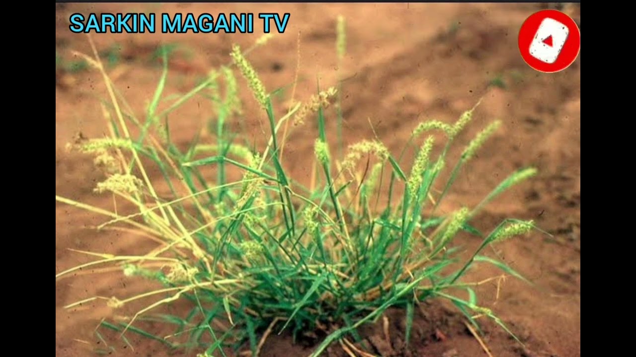 gawani sirrin mai abin mamaki kwarai da gaske