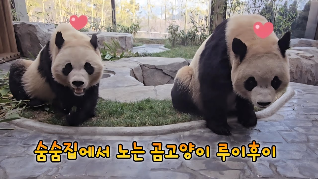 할부지가 리모델링한 숨숨집에서 잘 노는 루이후이 곰손녀💕26.02.12 Everland Ruibao Huibao Kangbao 