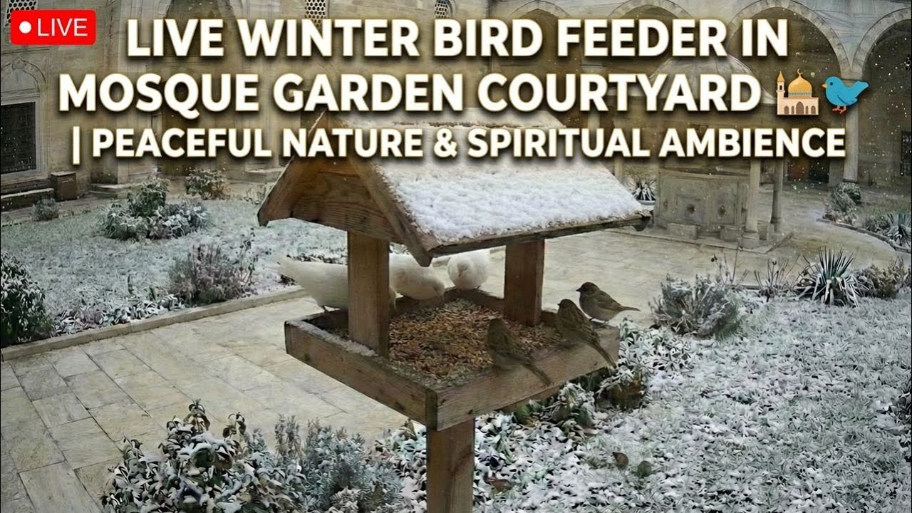 Live Bird Feeder Cam 🐦 | Peaceful Nature & Beautiful Birds in Real Time