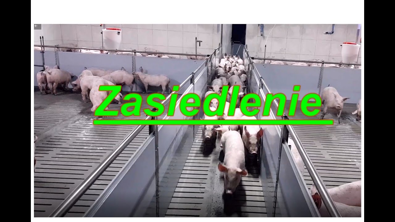 Zasiedlenie budynku. Pierwsze uruchomienie. Przyjazd warchlaków