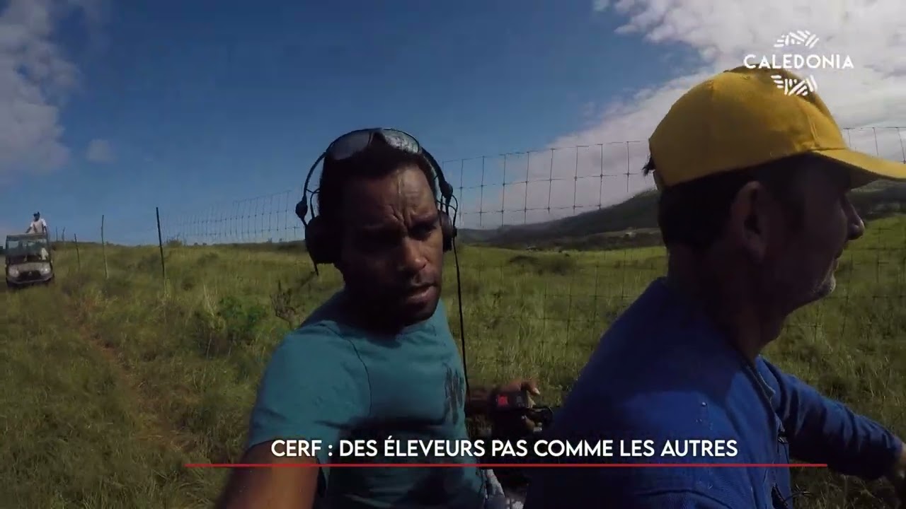 WAGÉÉRI - Cerf : des éleveurs pas comme les autres