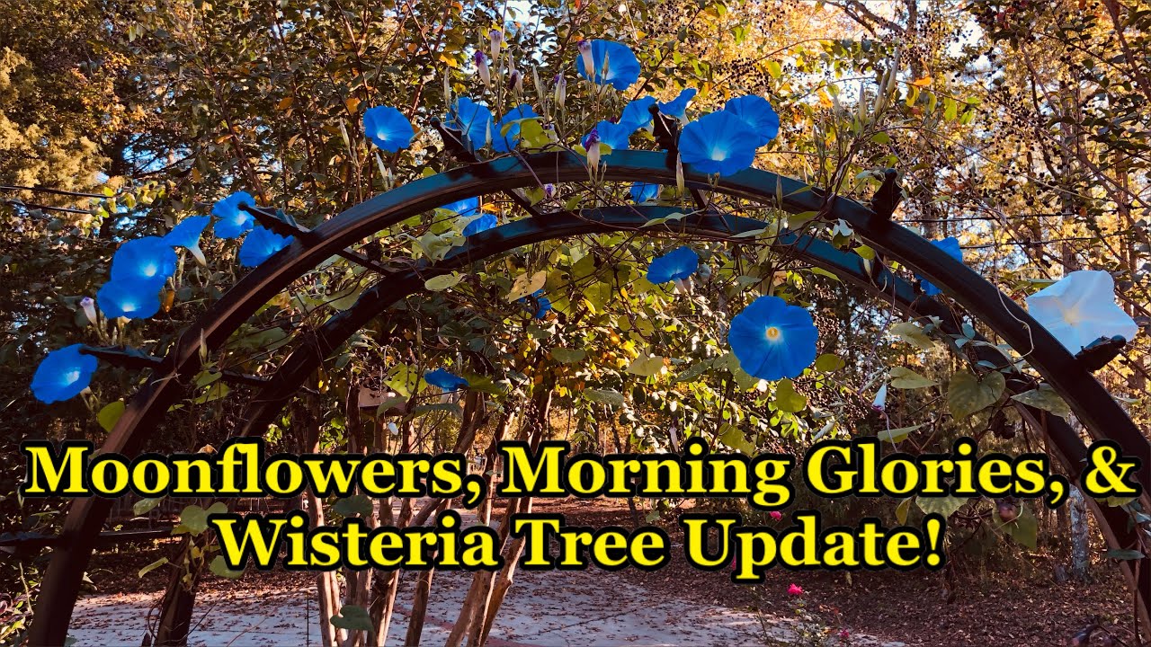 Growing Moonflowers & Morning Glories from Seed AND Wisteria Tree Update + Bonus Planter Idea!