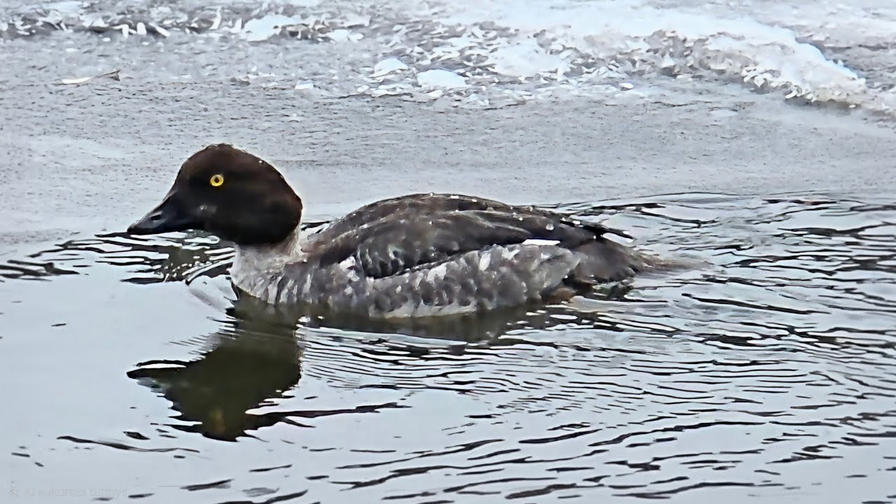 Klykuolės (Bucephala clangula) nardo upės properšoje 