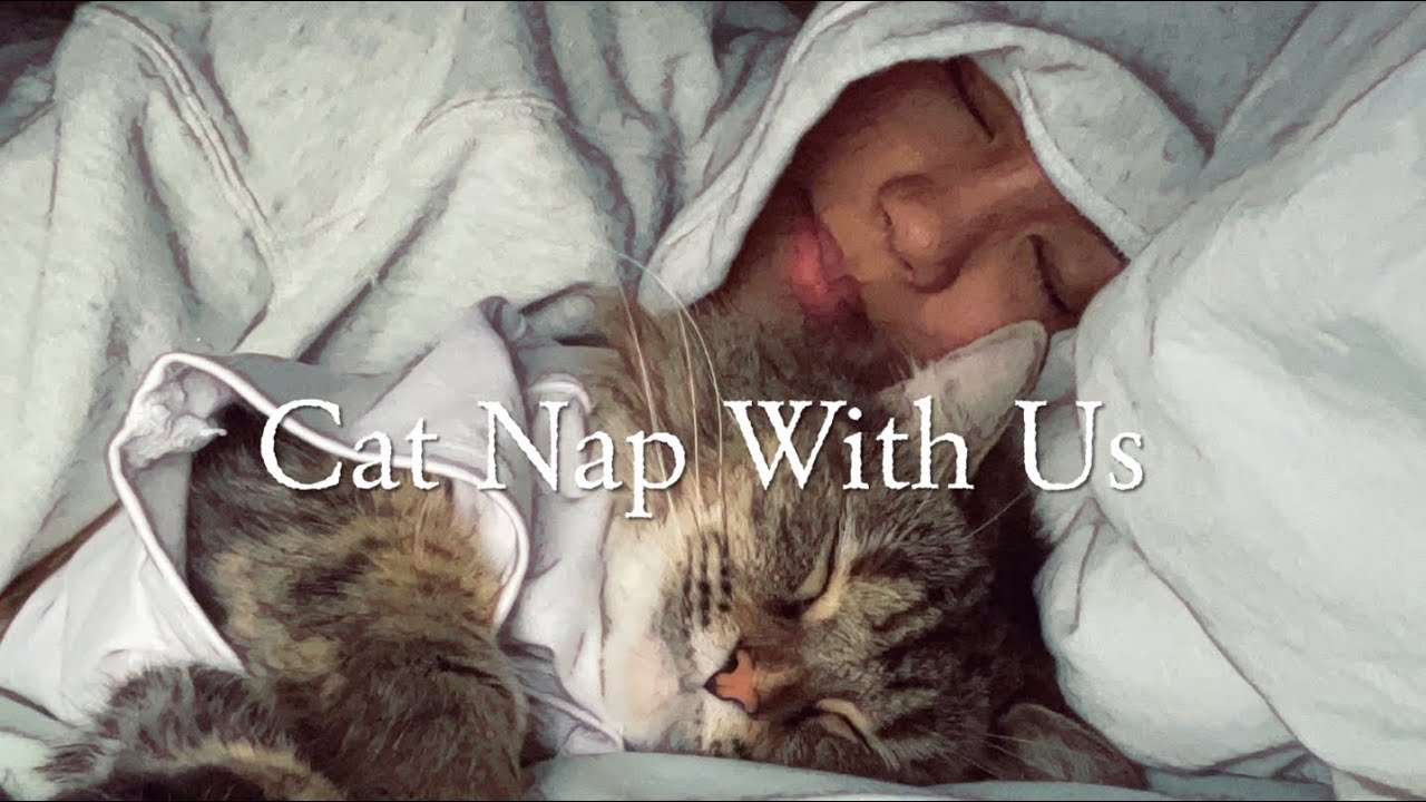 CAT NAPPING 😹