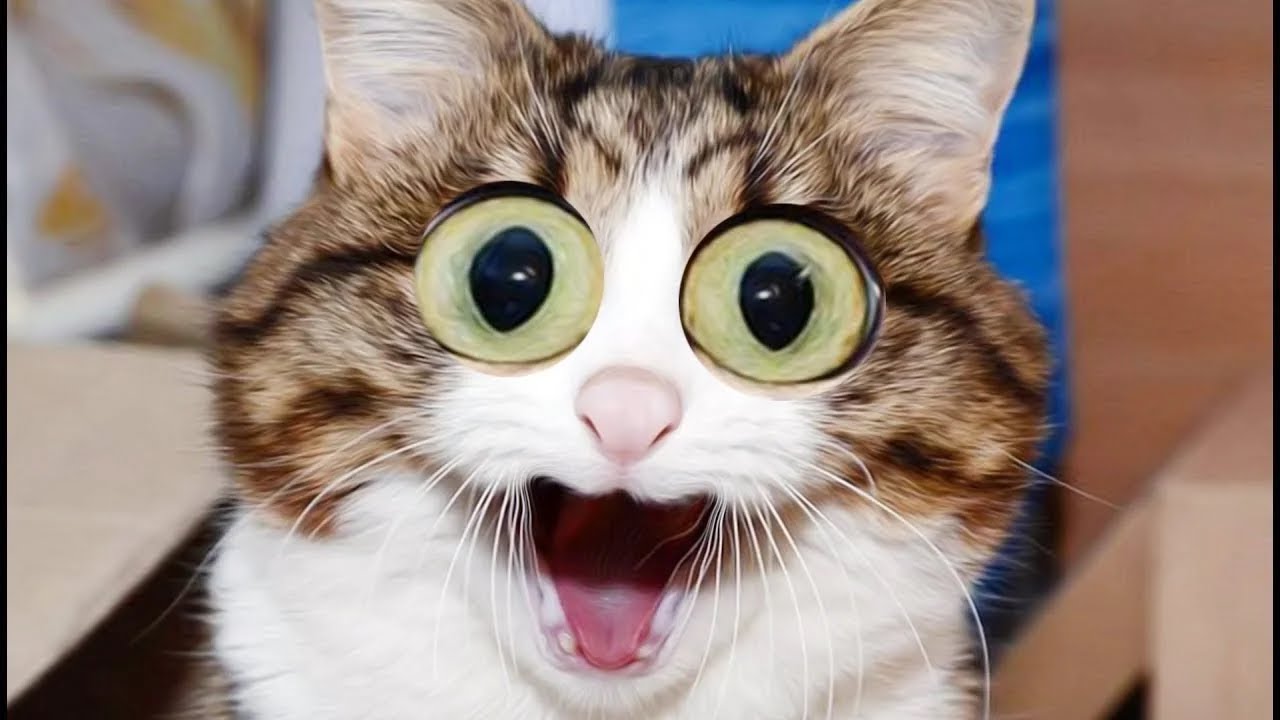 The best selection of videos with animals