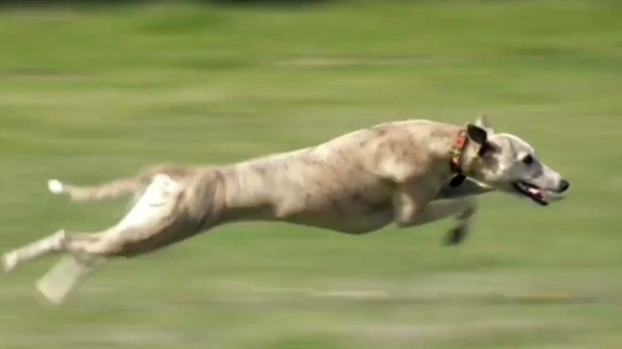 Dog sports and tricks |music video