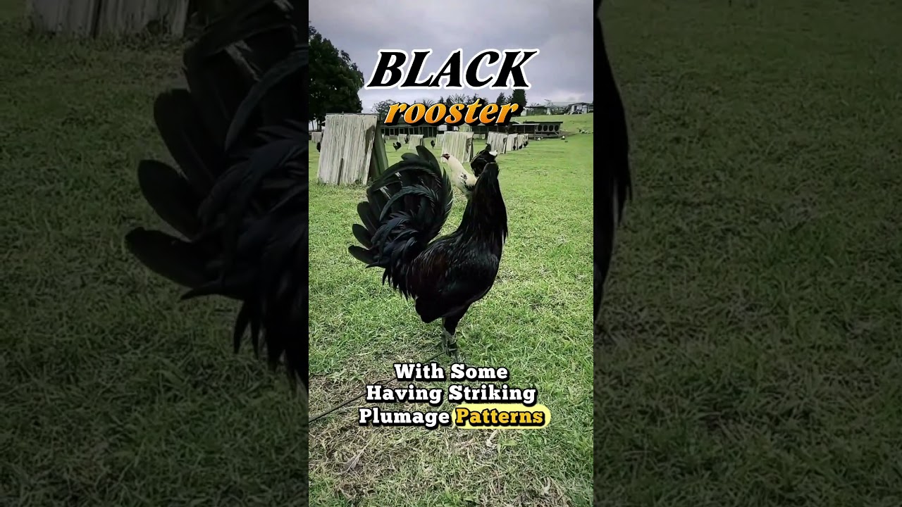 black rooster bloodlines#roosterfarm#gamefowlbloodlines