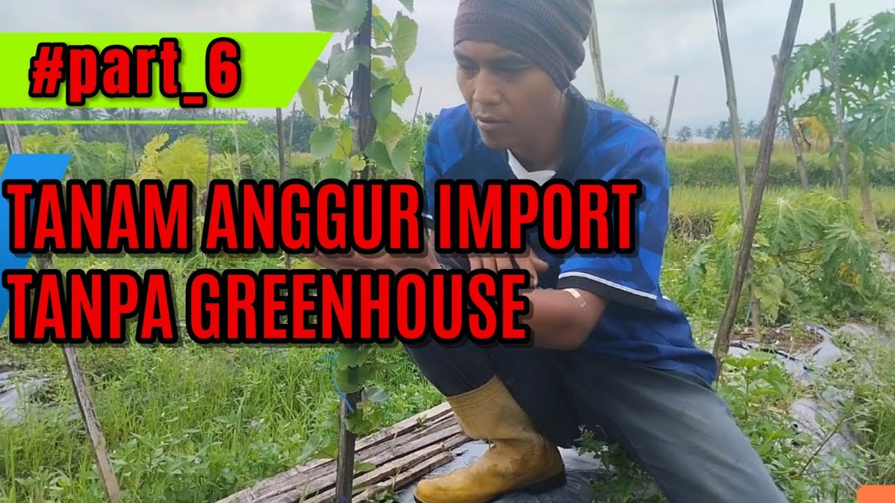 Update !!! 5 Minggu Tanam Anggur Import Dilahan Terbuka