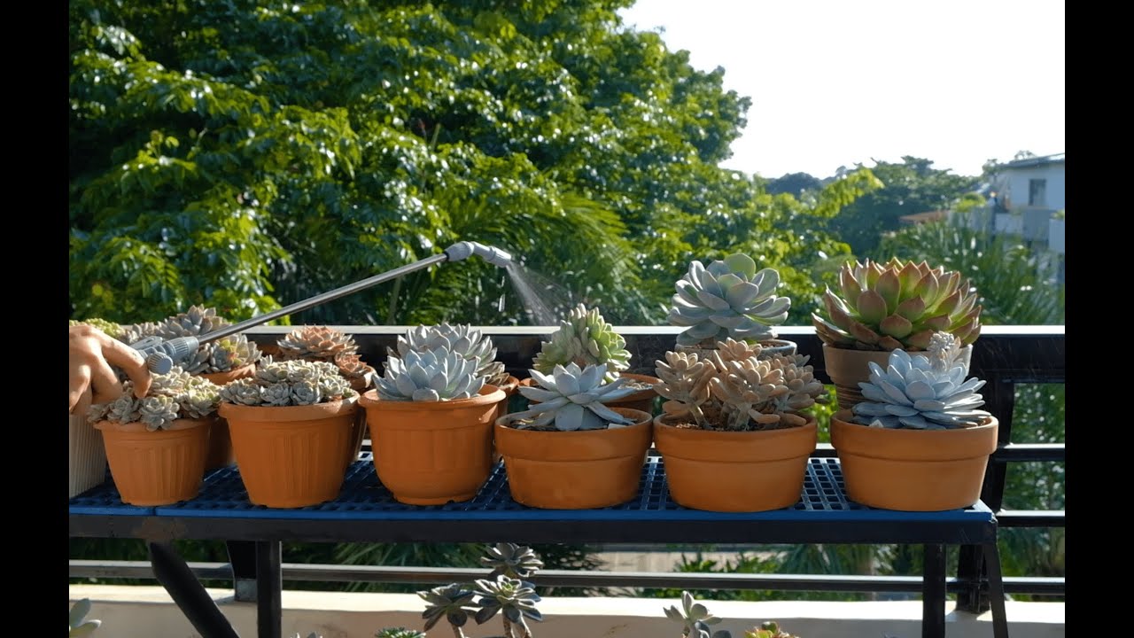 Watering using Masitera Wonder Water