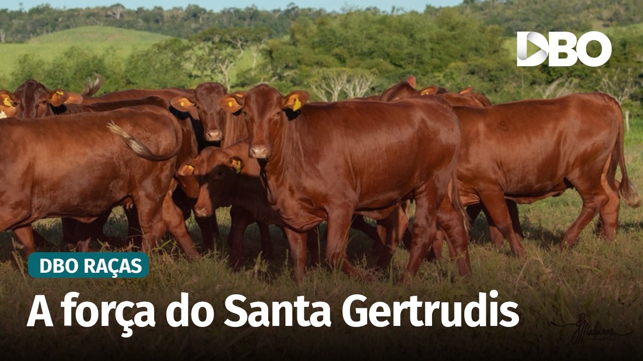 Santa Gertrudis amplia presença no Brasil com projeto genético no Mato Grosso