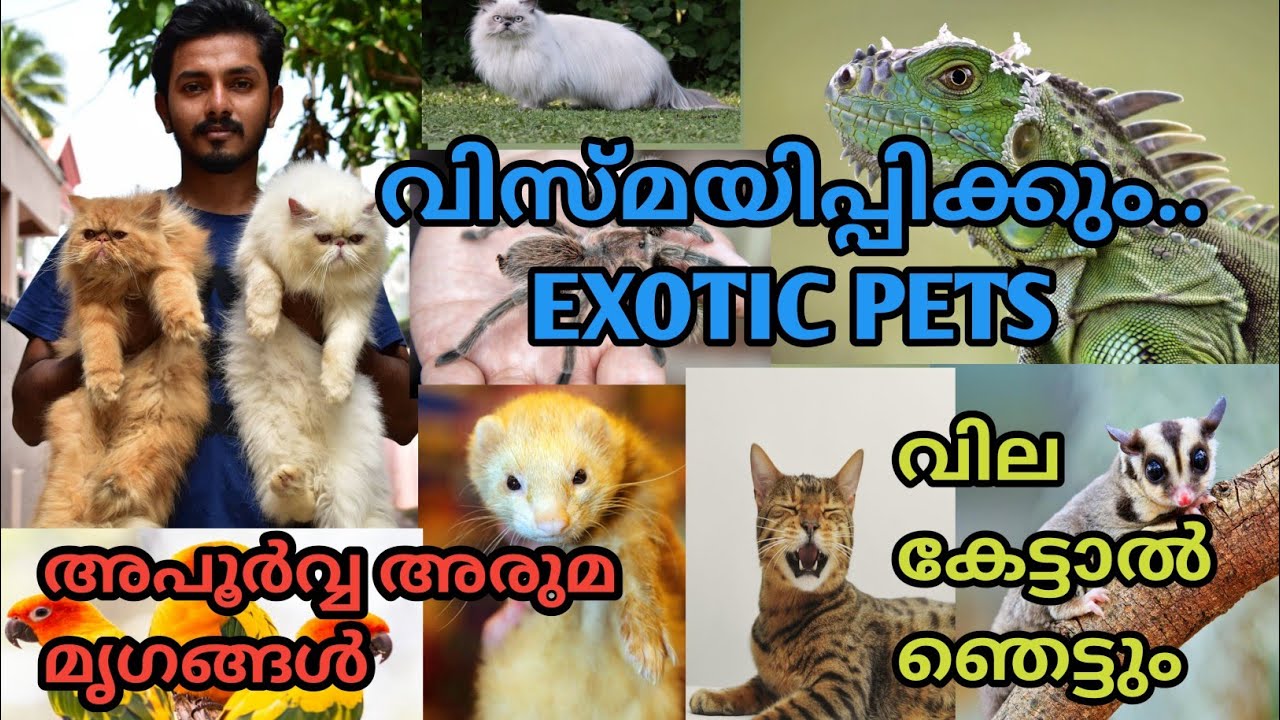 വിസ്മയിപ്പിക്കുന്ന Exotic Pets || അപൂർവ അരുമ മൃഗങ്ങൾ || Exotic Pets ||