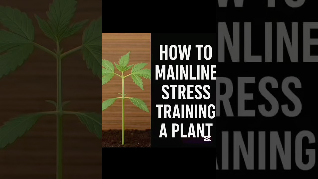 🌱 Mainline Training Part 1 &mdash; Unlock Huge Yields! #cannabiseducation #indoorplants #training #plant
