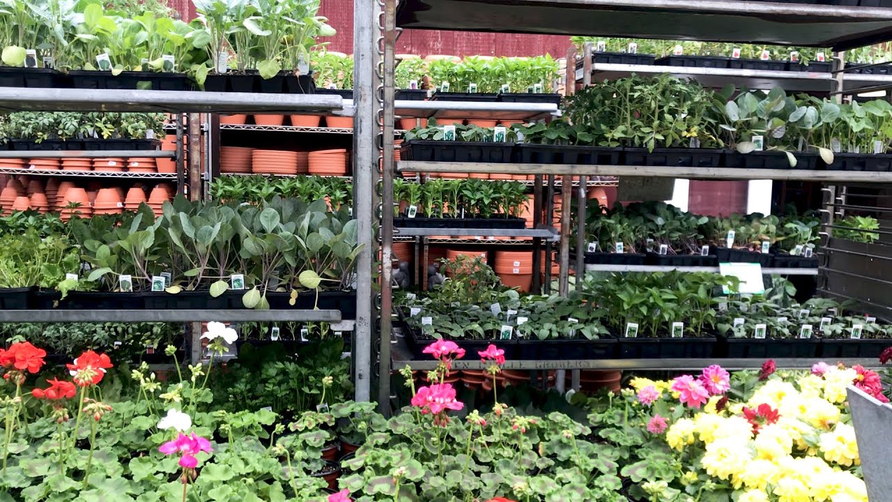 Plant overload 🌼| Visiting Madden Family Farms