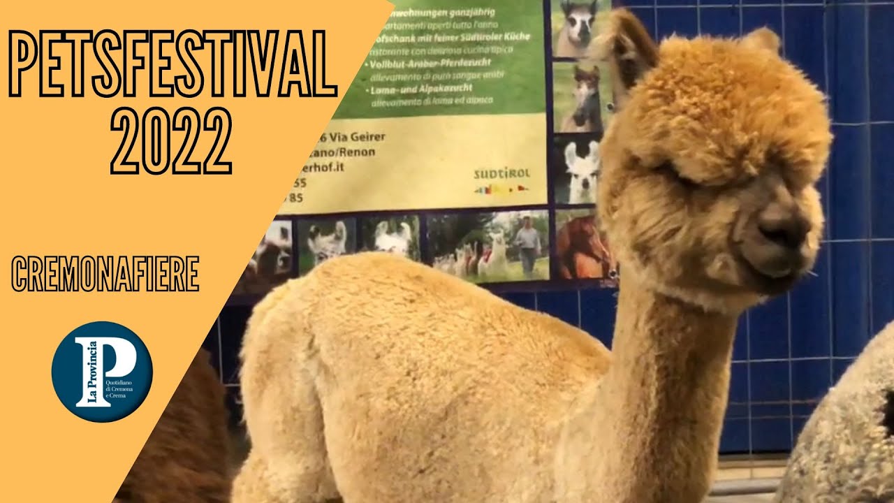 Petsfestival, folla alla nona edizione: in Fiera cani, gatti, pony, furetti, asinelli, lama