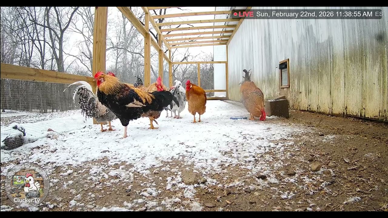 Beautiful Roosters in the Snow