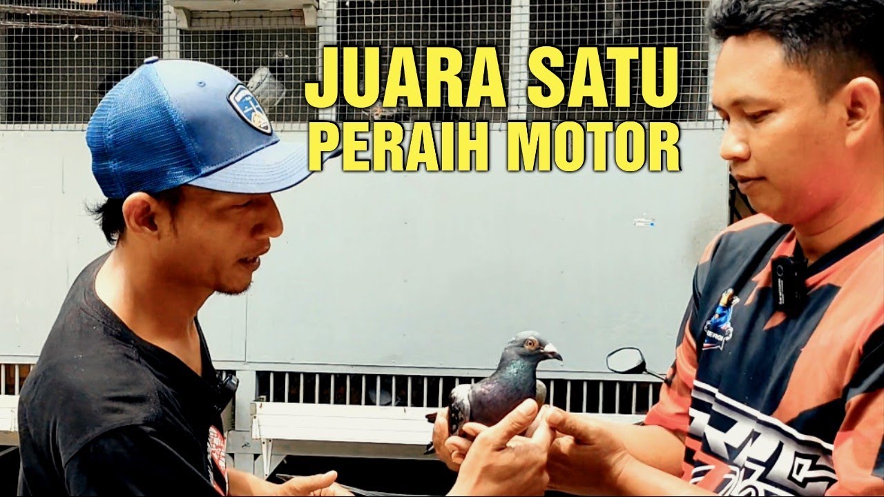 GREBEK KANDANG MERPATI PERAIH JUARA SATU YANG MENDAPATKAN SEPEDA MOTOR