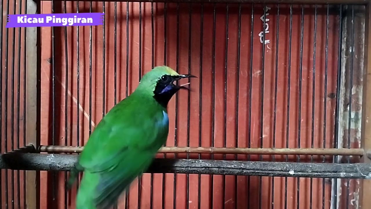 SUARA BURUNG CUCAK IJO MEDAN GACOR | CHKK