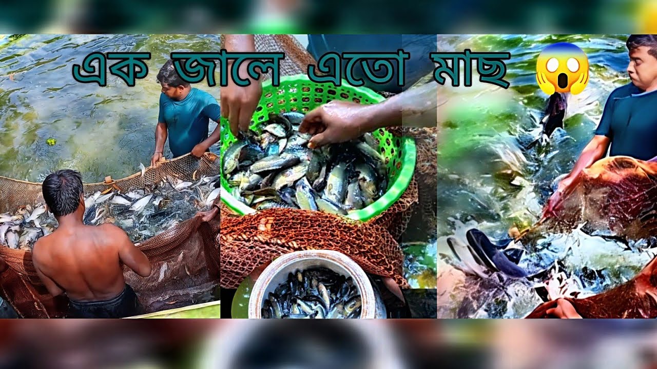 এক জালে এতো মাছ!😱গ্রামের পুকুরে অবিশ্বাস্য মাছ ধরা দৃশ্য। 🐟🔥#nature #shorts #shortsfeed #shortvideo
