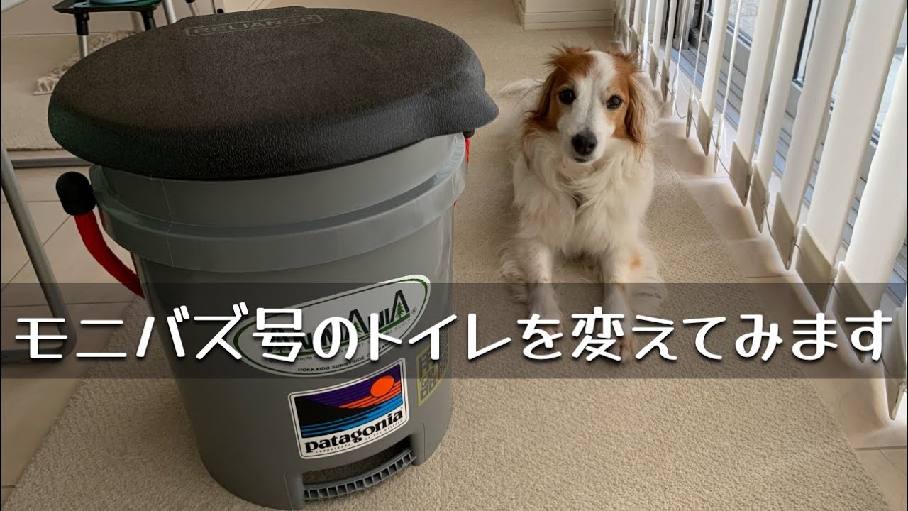 【キャンピングカー快適化】モニバズ号のトイレをペットシートと猫砂を使う方法に変えてみます！コーイケルホンディエのテラとノバスコシアダックトーリングレトリバーのピコとの暮らし