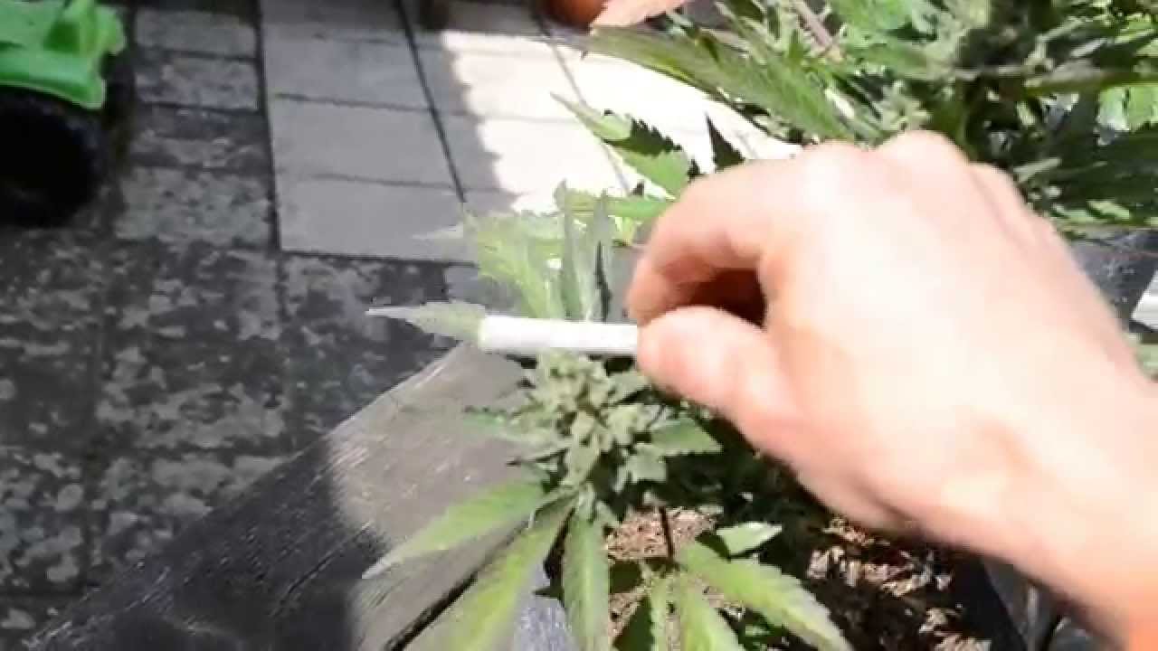 best joint ever