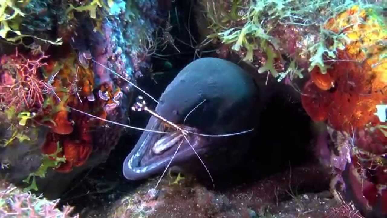Diving Bali, Coral Garden to the Liberty Wreck,  Tulamben