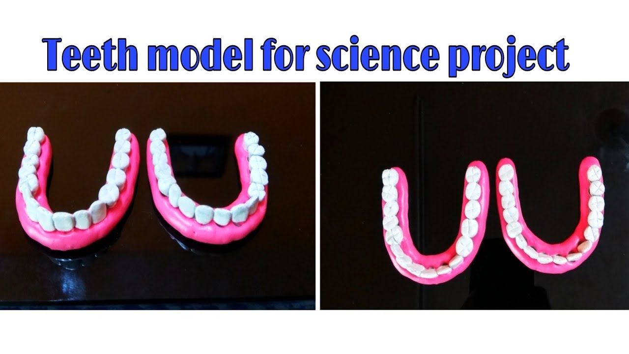 How to make Teeth model with clay for Science project | Children's school project