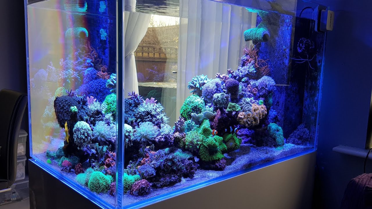 360L Reef Tank after 12 months