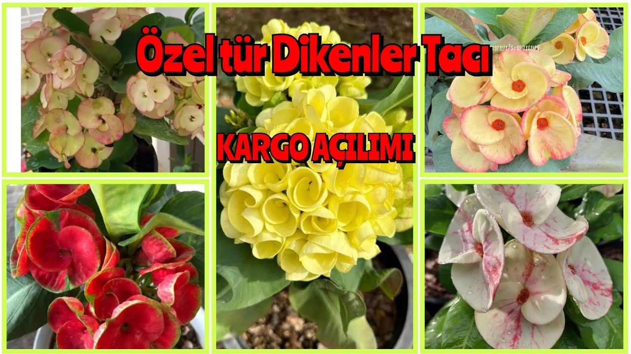 📢ÖZEL TÜR DİKENLER TAÇLARIM GELDİ KARGO AÇILIMI HANGİ RENKLERİ ALDIM BOYUTLARI VE RENKLERİ NELER
