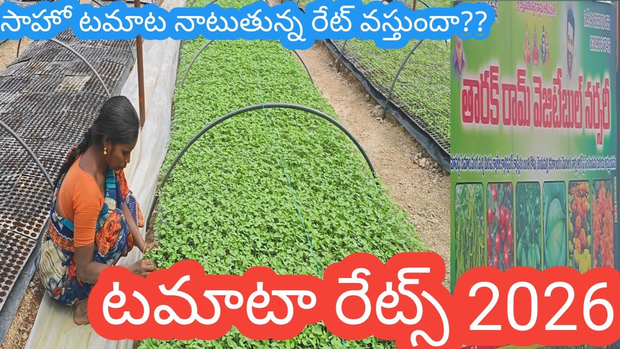 టమాట రేట్స్ ఎలా ఉంటాయి || టమాట నాటుతున్న సాహో వెరైటీ || సమ్మర్ టమాట బెస్ట్ దిగుబడి ||   tomato rates
