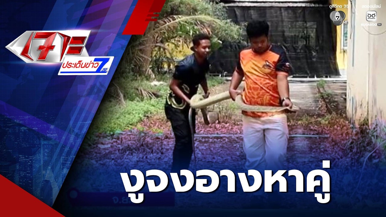 จับงูจงอางขนาดใหญ่ คาดออกตามหาคู่ | เจาะประเด็นข่าว 7HD