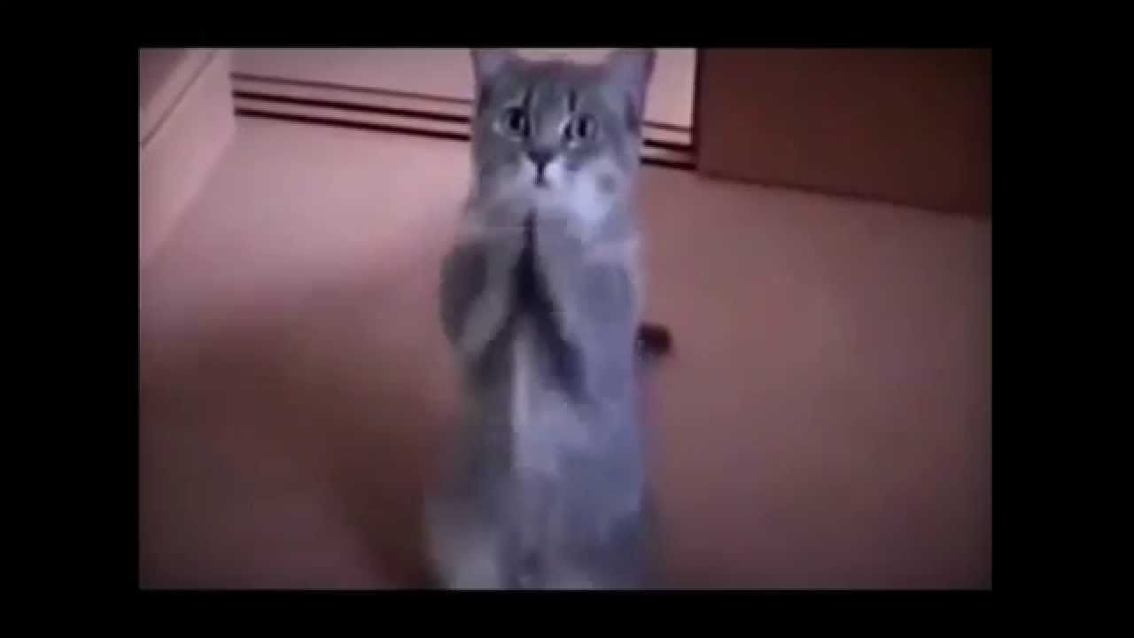 Top 10 Funny Cats 2014