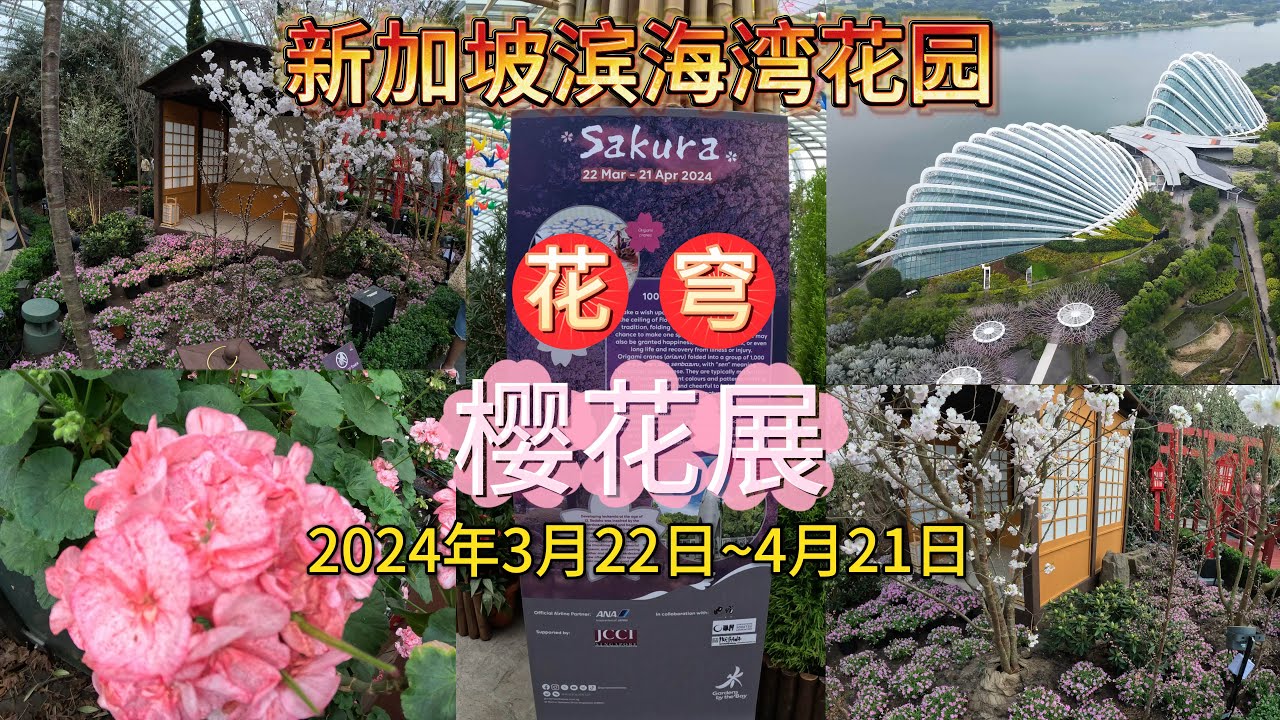 🌍🌺🌱【探秘狮城】新加坡滨海湾花园【花穹】2024年3月22日至4月21日 | 樱花展#sakura #FlowerDome #singapore #GardensbytheBay  🍃🎍🌿
