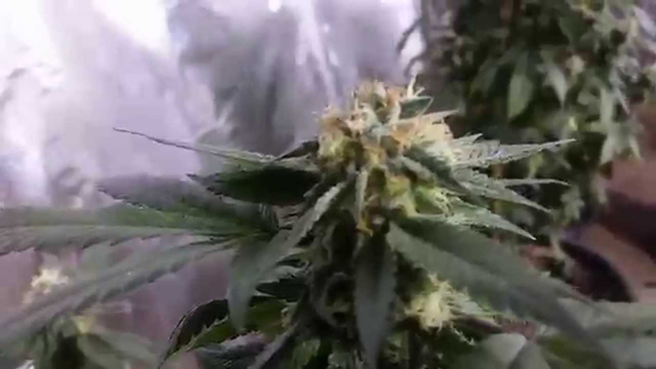 Room full of elite kush  genetics ....