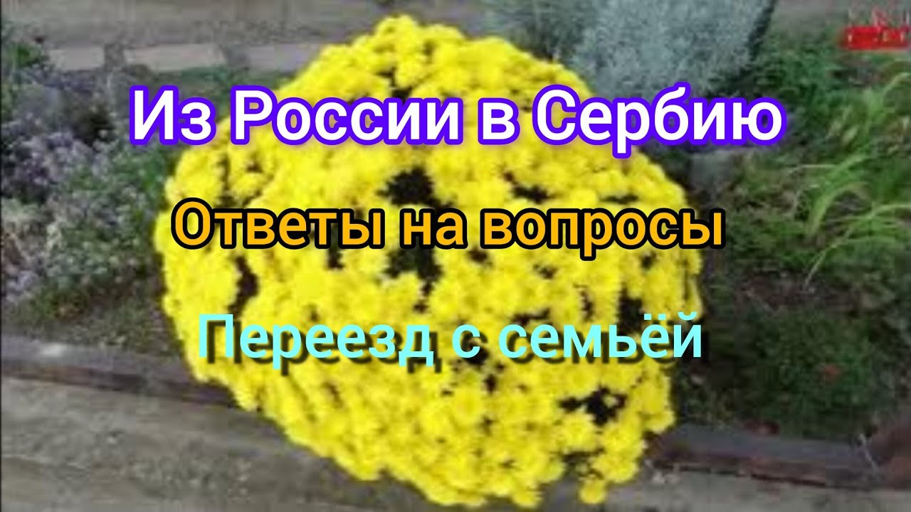Иммиграция/Из России в Сербию/Ответы на вопросы/Что, как, где?