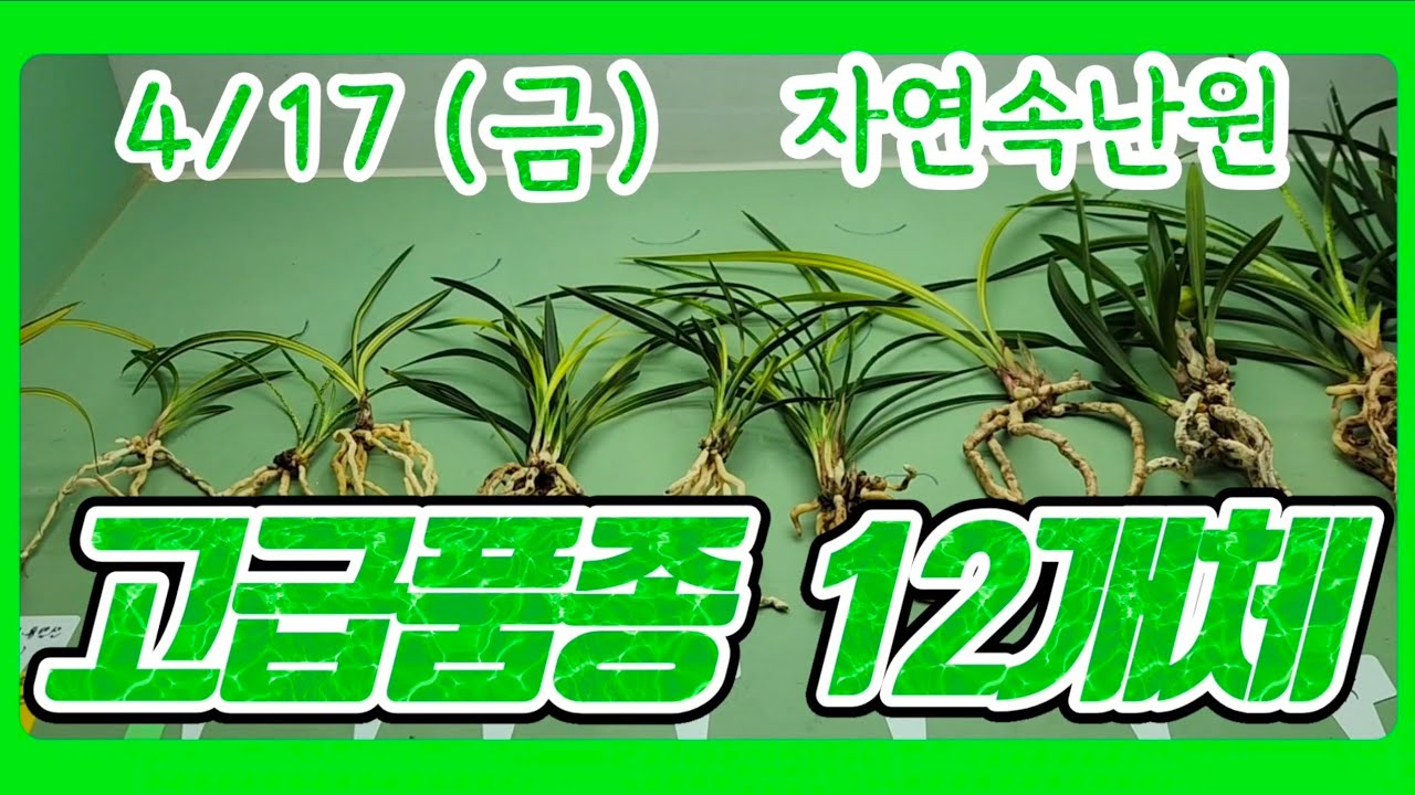 [4월 17일] 중투, 유달산, 청옥산, 입변중투, 산채출 서반, 입변 서반사피, 금계녹호(사계란), 옥영롱, 환구화정, 일경구화 올려봅니다.